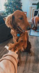 Reunited Male Dog last seen Highway 377, Maud, OK 74854