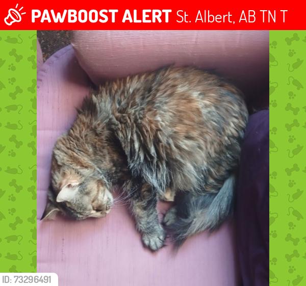 Lost Female Cat last seen Grandin road, St. Albert, AB T8N 0T1