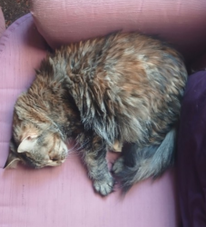 Lost Female Cat last seen Grandin road, St. Albert, AB T8N 0T1