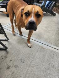 Reunited Male Dog last seen Stilmore and Miramar, South Euclid, OH 44121