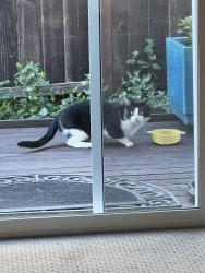 Found/Stray Unknown Cat last seen Bernal, San Jose, CA 95119