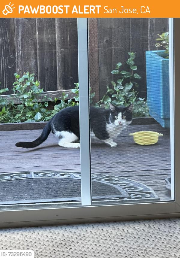 Found/Stray Unknown Cat last seen Bernal, San Jose, CA 95119