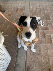 Found/Stray Female Dog last seen Rolling Hills Way, Torrance, CA 90505