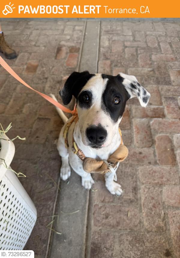 Found/Stray Female Dog last seen Rolling Hills Way, Torrance, CA 90505