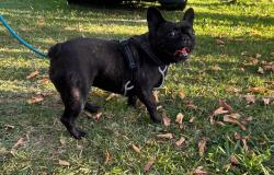 Reunited Female Dog last seen Baseline and waterman, San Bernardino, CA 92404