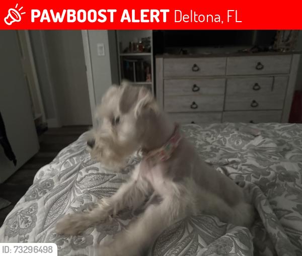 Lost Female Dog last seen Fort smith and Howland, Deltona, FL 32728