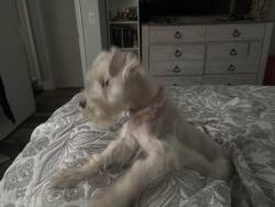 Lost Female Dog last seen Fort smith and Howland, Deltona, FL 32728