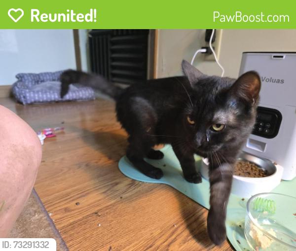 Reunited Male Cat last seen Green den green hse, Monongahela, PA 15063