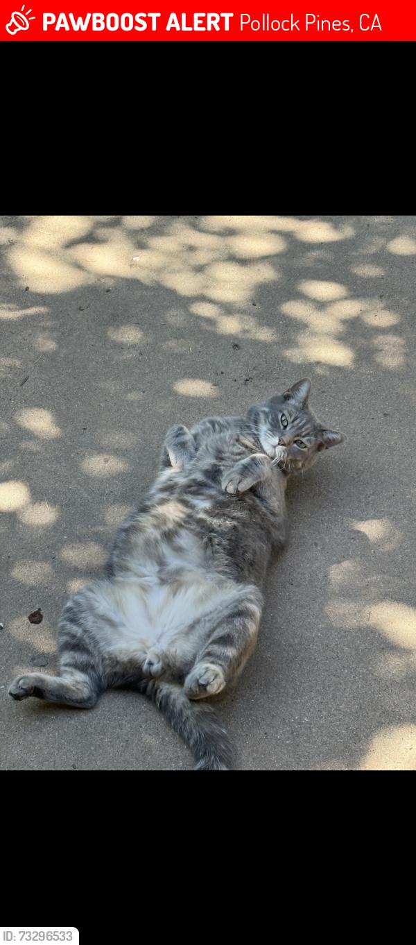 Lost Male Cat last seen Starkes grade rd, Pollock Pines, CA 95726