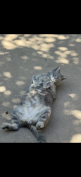 Lost Male Cat last seen Starkes grade rd, Pollock Pines, CA 95726