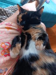 Reunited Female Cat last seen Derelict building on Victoria Park Drive South, Glasgow City, Scotland 