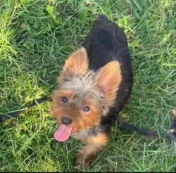 Reunited Male Dog last seen Near autoville drive, College Park, MD 20740