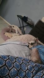Lost Female Dog last seen 23rd ave and cactus, Phoenix, AZ 85029