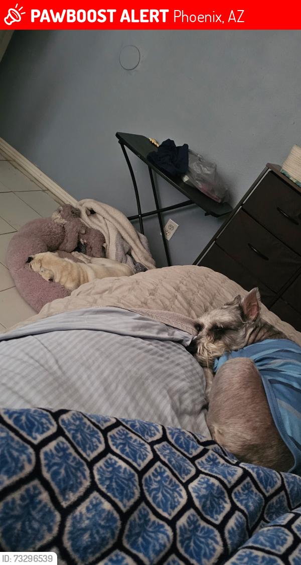 Lost Female Dog last seen 23rd ave and cactus, Phoenix, AZ 85029