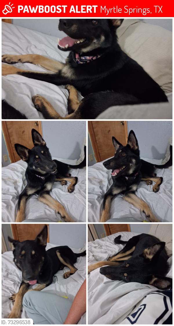Lost Female Dog last seen Near, Myrtle Springs, TX 75103