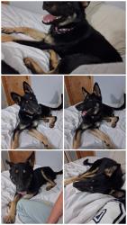 Lost Female Dog last seen Near, Myrtle Springs, TX 75103