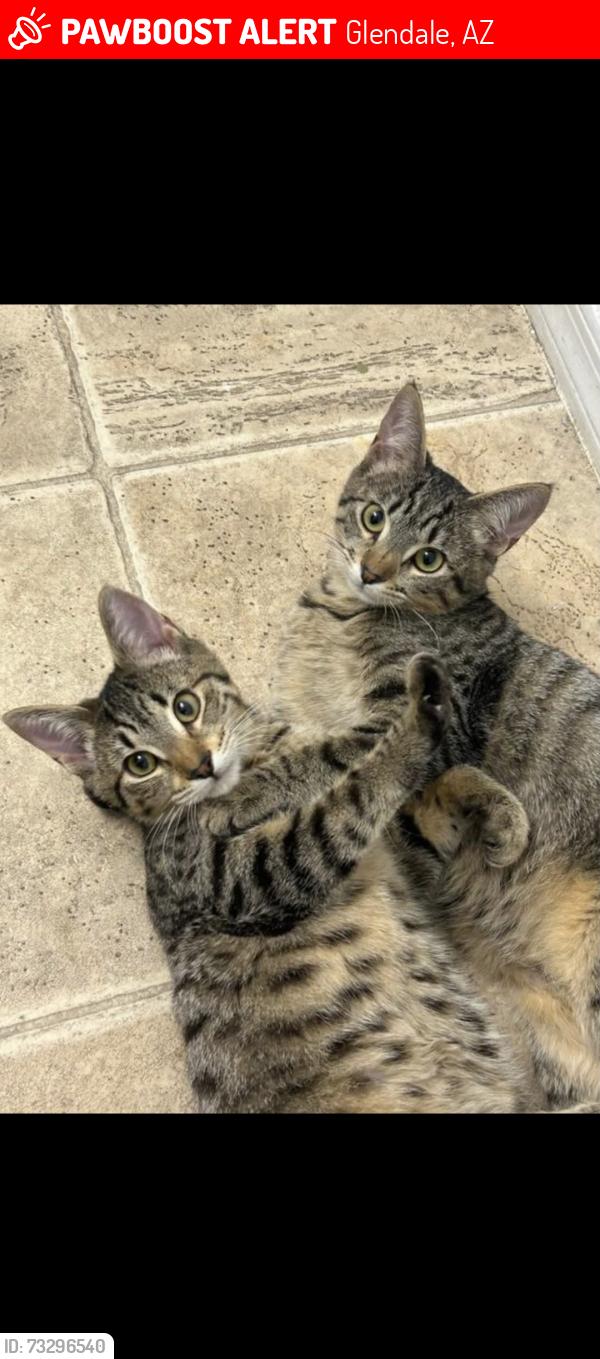 Lost Female Cat last seen 79th and bell, Glendale, AZ 85308
