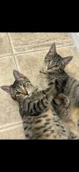 Lost Female Cat last seen 79th and bell, Glendale, AZ 85308