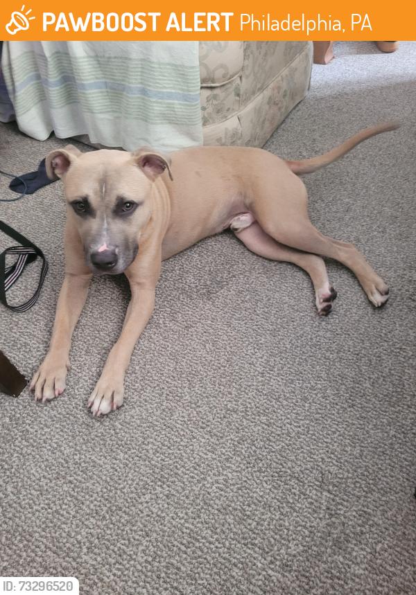 Found/Stray Male Dog last seen Chester Ave., Philadelphia, PA 19143