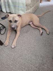 Found/Stray Male Dog last seen Chester Ave., Philadelphia, PA 19143