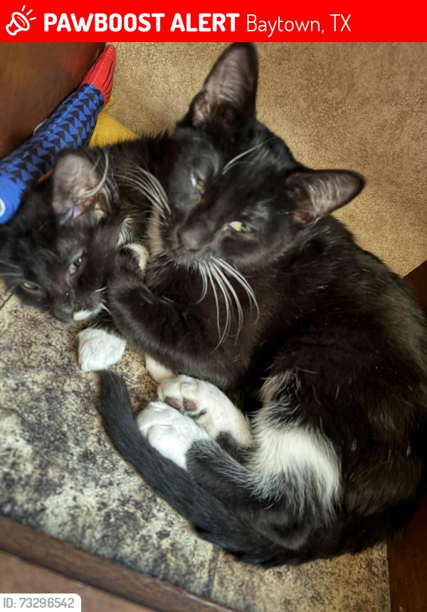 Lost Male Cat last seen Tri City Beach Rd, Baytown, TX 77523