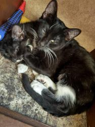 Lost Male Cat last seen Tri City Beach Rd, Baytown, TX 77523