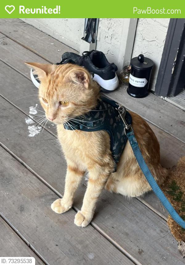 Reunited Male Cat last seen Holmes and 100th terrace, Kansas City, MO 64131