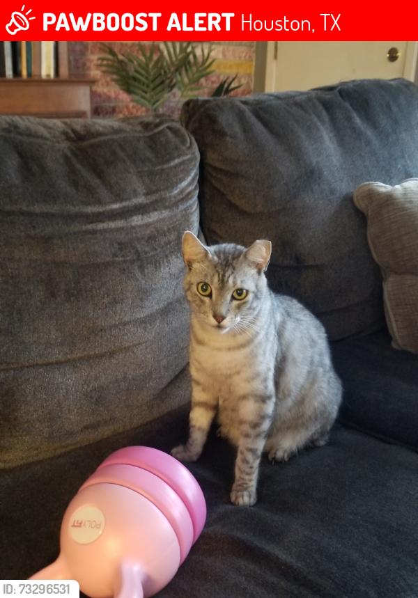 Lost Male Cat last seen Flagstone, Siber, St.Augustine School/Church, Houston, TX 77017