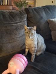 Lost Male Cat last seen Flagstone, Siber, St.Augustine School/Church, Houston, TX 77017