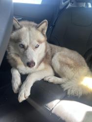 Reunited Male Dog last seen Main Street next to the pizza hut, Santa Ana, CA 92707