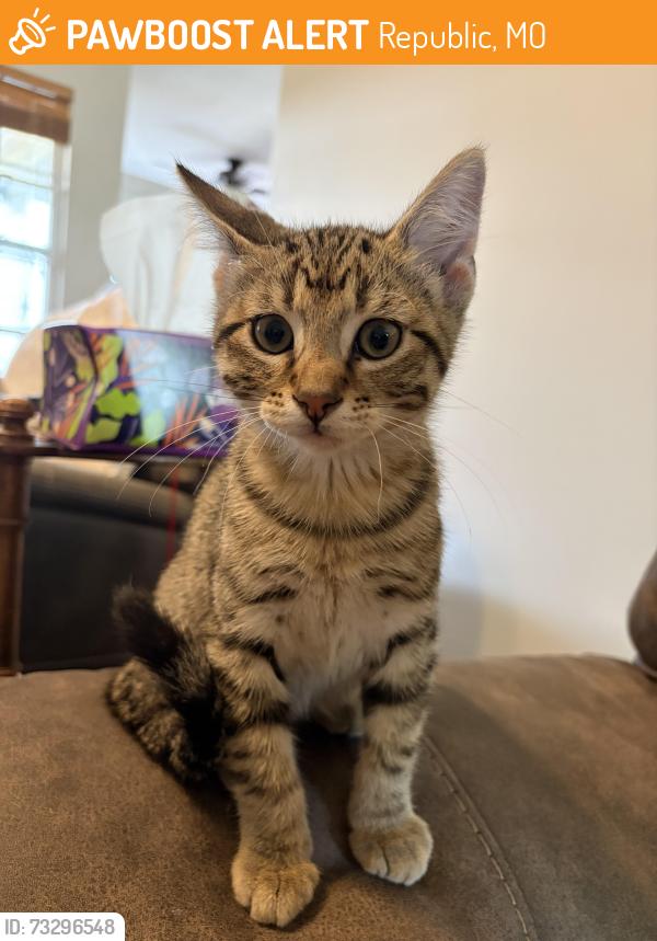 Found/Stray Male Cat last seen Liberty Place neighborhood, Republic, MO 65738