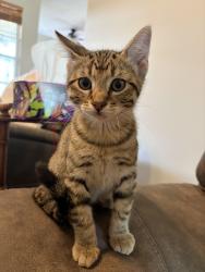 Found/Stray Male Cat last seen Liberty Place neighborhood, Republic, MO 65738