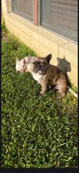 Reunited Female Dog last seen Grants parkway, Arlington, TX 76006