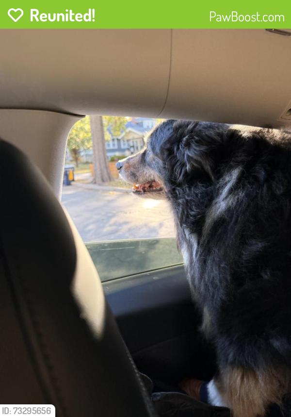 Reunited Male Dog last seen Locust and 57, Kansas City, MO 64110