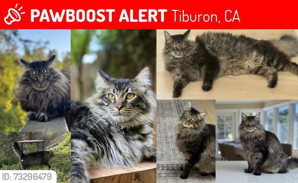 Lost Male Cat last seen He is seen going into the open space below meadow hill cul-de-sac, Tiburon, CA 94920