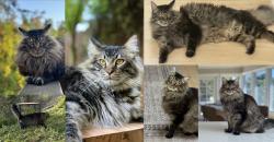 Lost Male Cat last seen He is seen going into the open space below meadow hill cul-de-sac, Tiburon, CA 94920