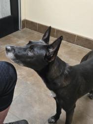 Lost Female Dog last seen Glendale cemetery, Des Moines, IA 50311
