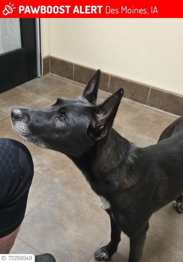 Lost Female Dog last seen Glendale cemetery, Des Moines, IA 50311