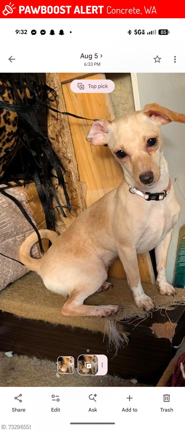 Lost Female Dog last seen Pine St Cedar St Capehorn, Concrete, WA 98237