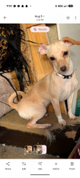 Lost Female Dog last seen Pine St Cedar St Capehorn, Concrete, WA 98237