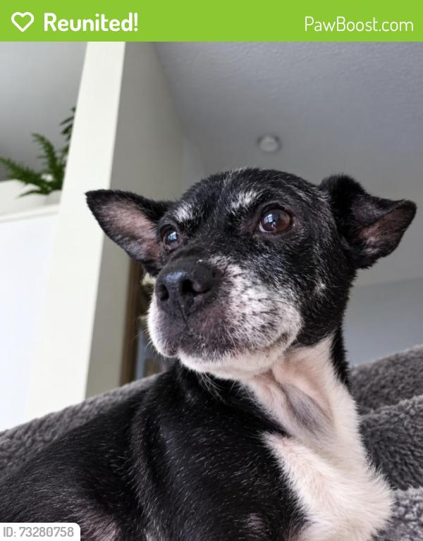 Reunited Female Dog last seen Parsons and southgate, Columbus, OH 43207