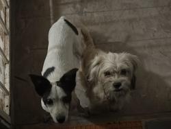 Reunited Female Dog last seen Apple and Stone, Oakland, CA 94603