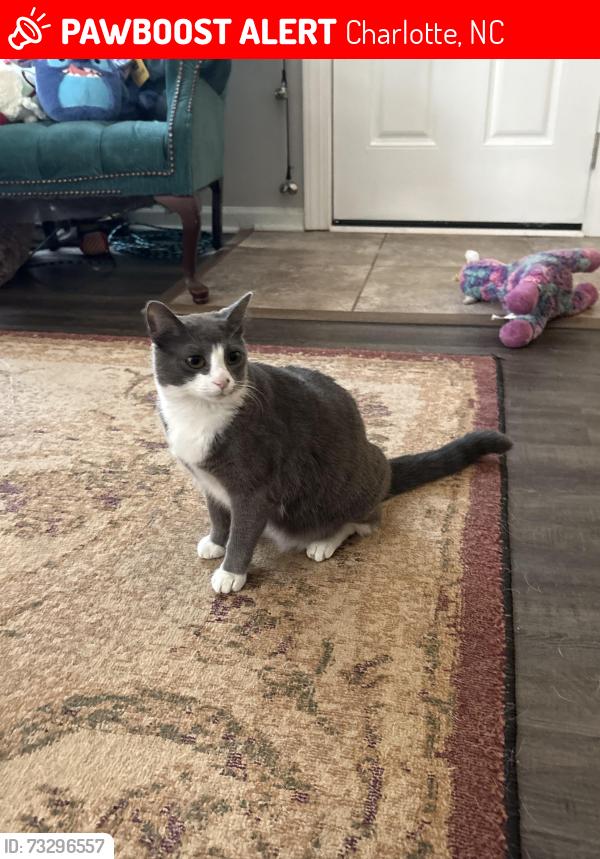 Lost Female Cat last seen Aragorn Lane, Elessar place, Charlotte, NC 28212