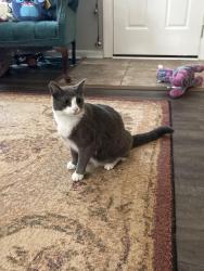Lost Female Cat last seen Aragorn Lane, Elessar place, Charlotte, NC 28212