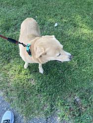 Reunited Male Dog last seen Loop rid, Clayton, NC 27527