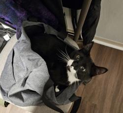 Reunited Male Cat last seen Brando's, Lowell, MA 01852