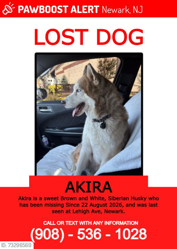 Lost Male Dog last seen Lehigh Avenue & Parkview Terrace, Newark, NJ 07112