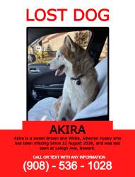 Lost Male Dog last seen Lehigh Avenue & Parkview Terrace, Newark, NJ 07112