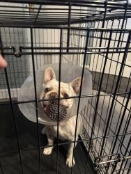 Reunited Male Dog last seen Matmor/Gibson, Woodland, CA 95776