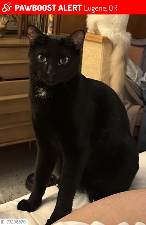 Lost Female Cat last seen Summit and Skyline; Hendrick's Park area, Eugene, OR 97403